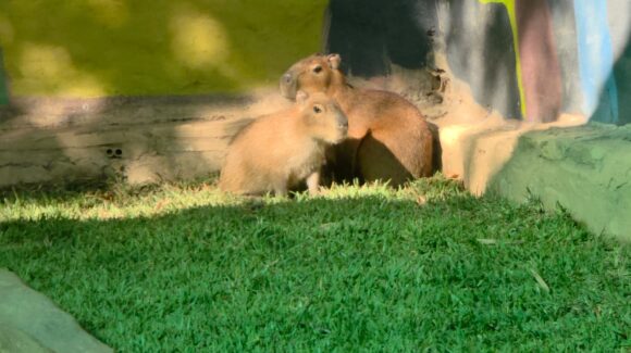 Con gran entusiasmo dan la bienvenida a dos capibaras bebés en el Zoológico de Culiacán, Sinaloa