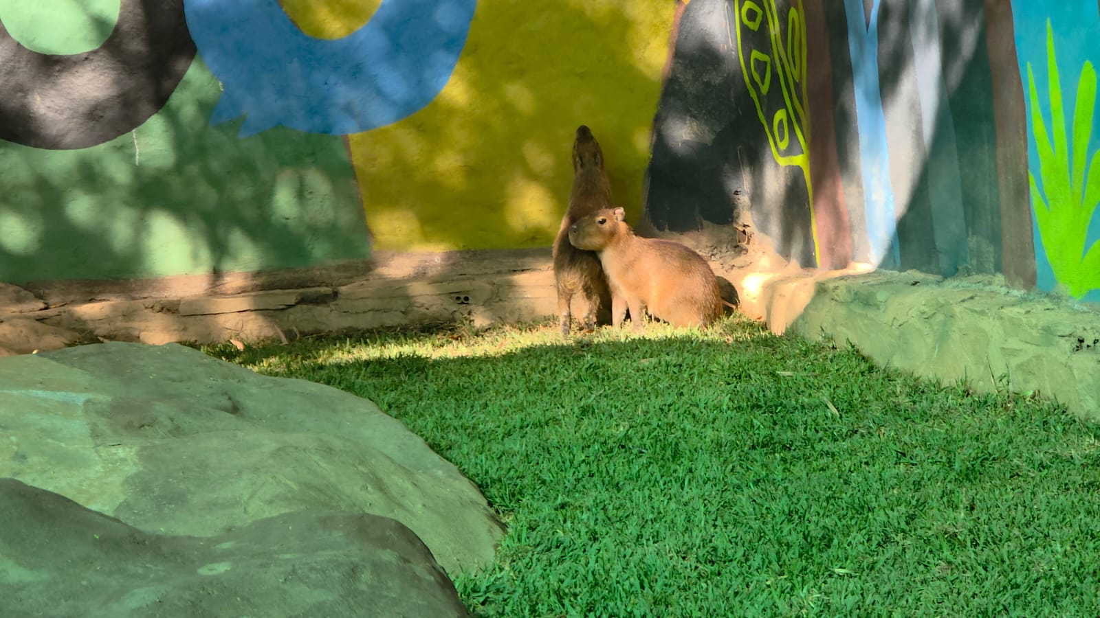 Capibaras en el Zoológico de Culiacán