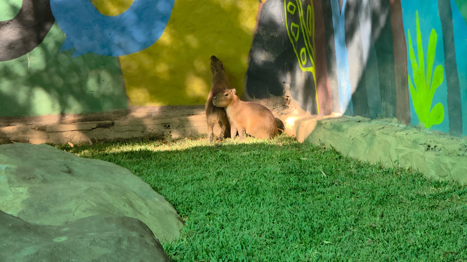 Capibaras en el Zoológico de Culiacán