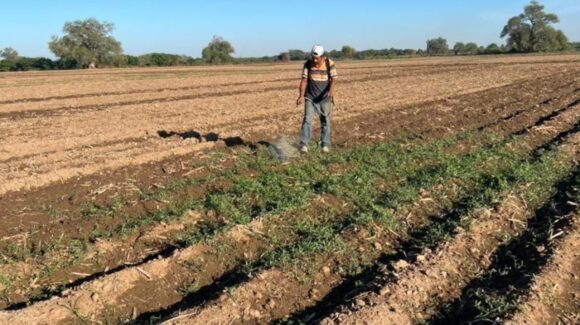 Alcanza Valle de El Carrizo más de 33 mil hectáreas de permisos únicos de siembra: JLSV