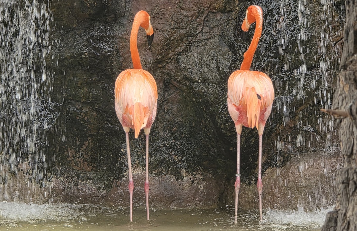 Flamingos del Gran Acuario Mazatlán