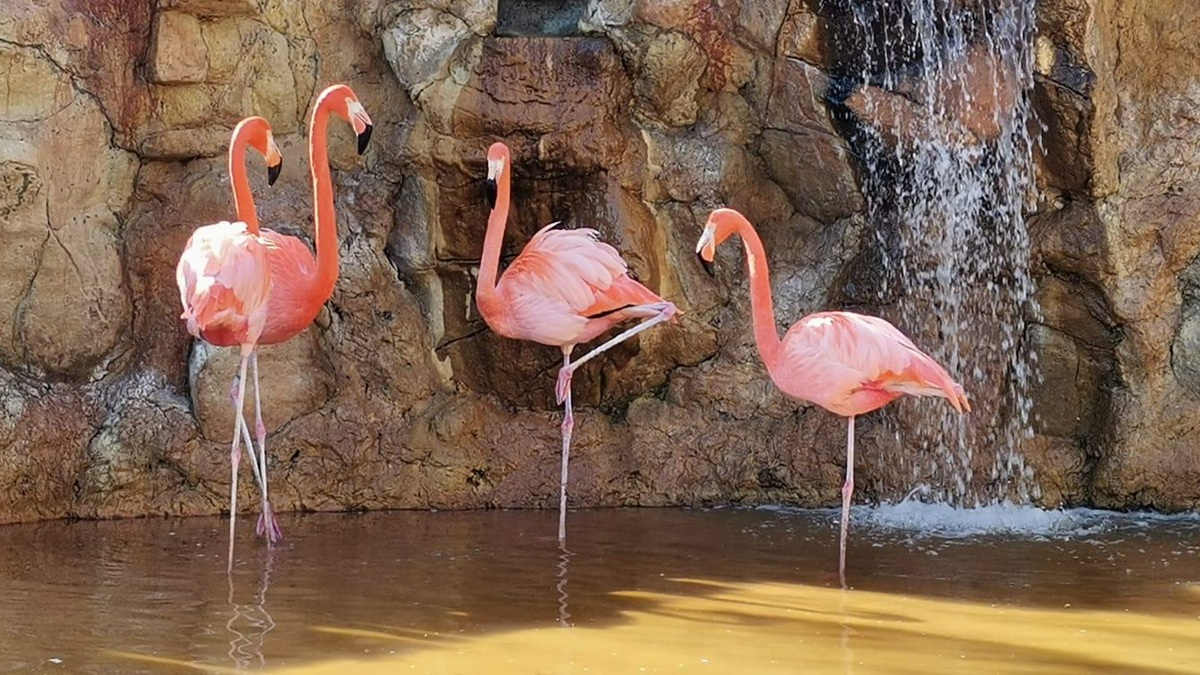 Flamingos del Gran Acuario Mazatlán