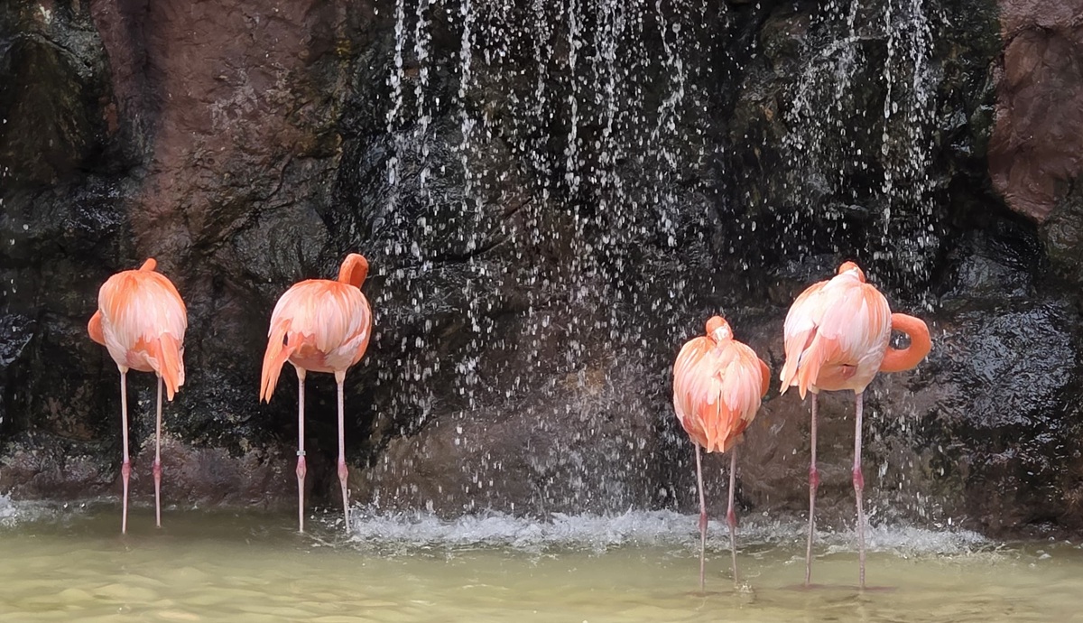 Flamingos del Gran Acuario Mazatlán
