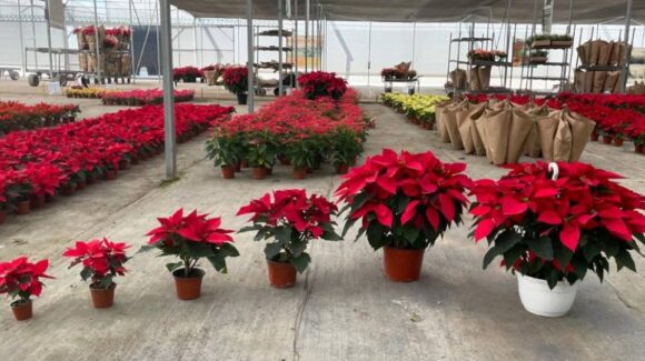 Consejos para que la flor de Nochebuena dure toda la temporada navideña
