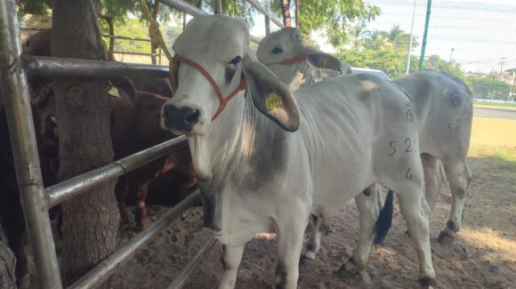Ganaderos de Choix, Sinaloa, dejan de lado las ventas de sus animales; se preparan para mantenerlas en pie
