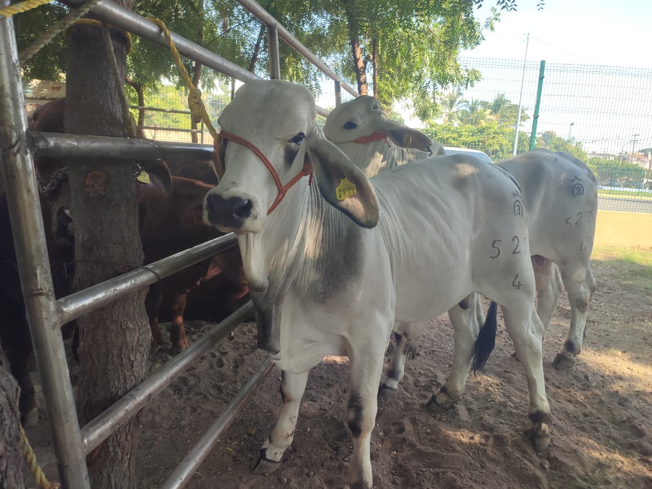 ganado vacuno