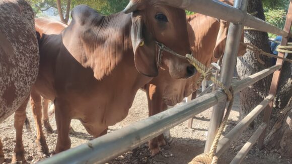 Cambios constantes de temperatura en El Fuerte genera neumonía en hatos; productores hacen frente