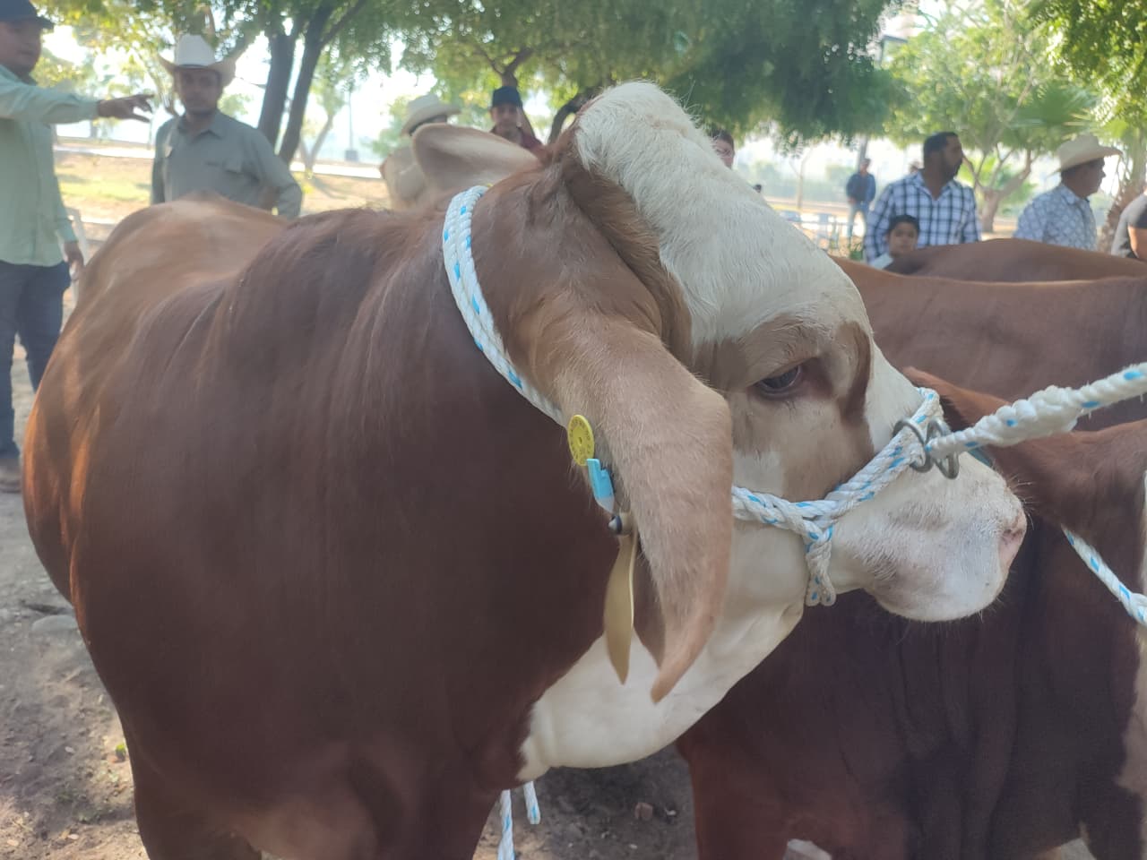 ganado vacuno