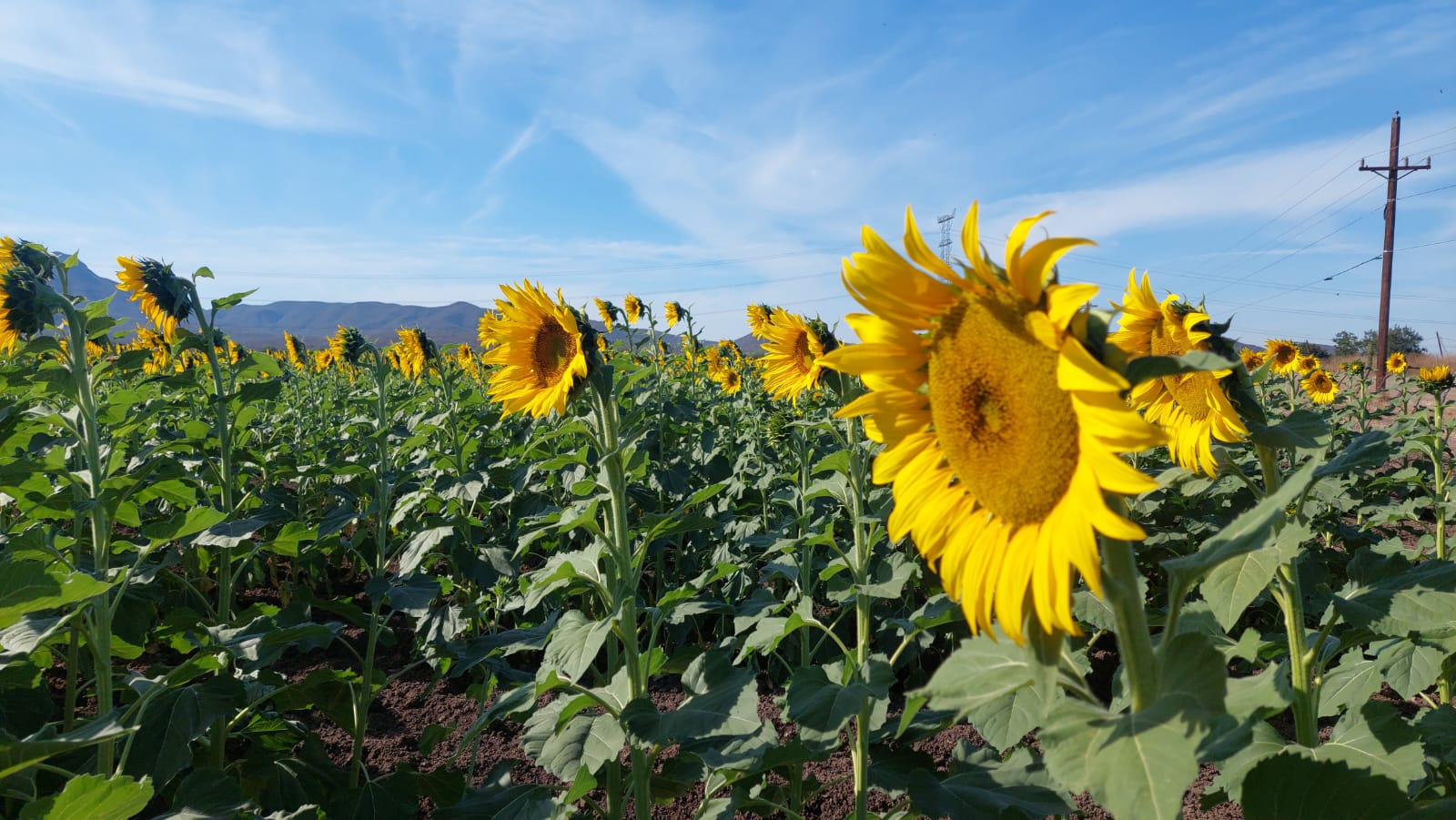 girasoles en mocorito