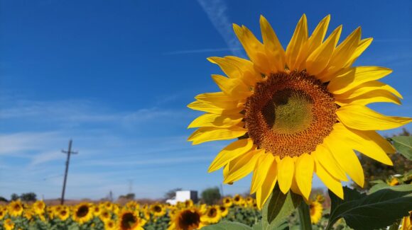 Invitan a disfrutar la temporada de girasoles y un fin de semana cultural en Mocorito