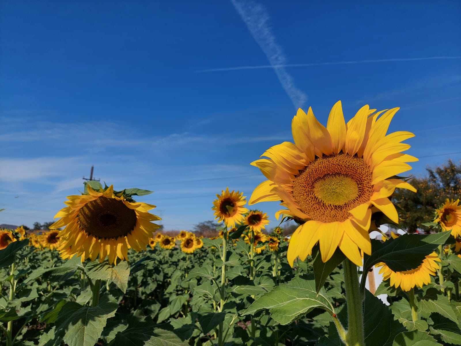 girasoles en mocorito
