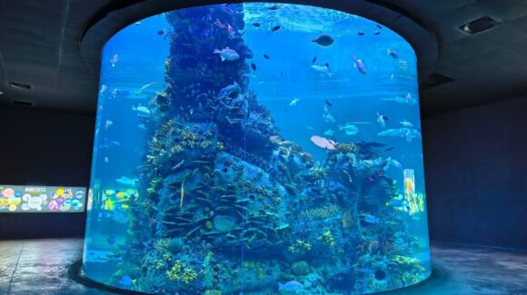 Gran Acuario Mazatlán cerrará 2025 con menos visitantes que el año anterior, pero ve recuperación para fin de año