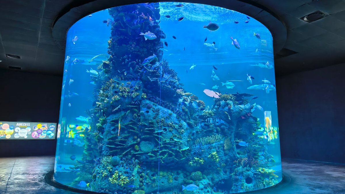 gran acuario mazatlán cerrará 2025 con menos visitantes
