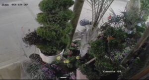 Hombre roba planta en Guamúchil