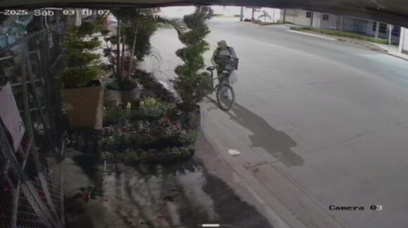 Hombre en bicicleta se roba plantas de un vivero de la colonia Juárez en Guamúchil, Sinaloa
