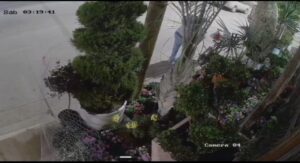 Hombre roba planta en Guamúchil
