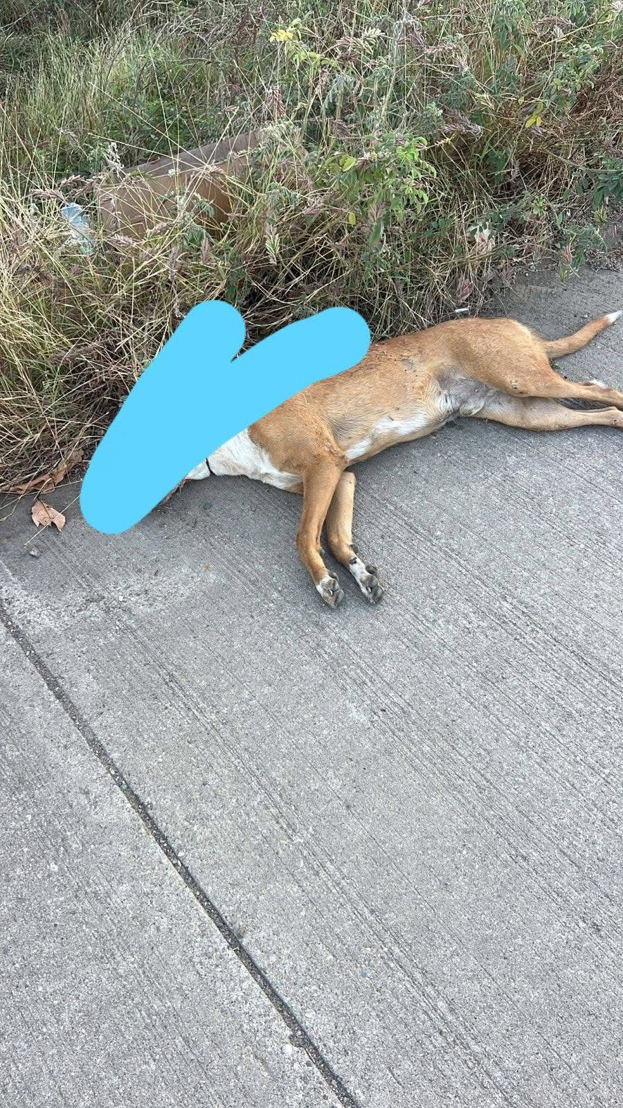 hombre se accidenta tras arrollar a un perro
