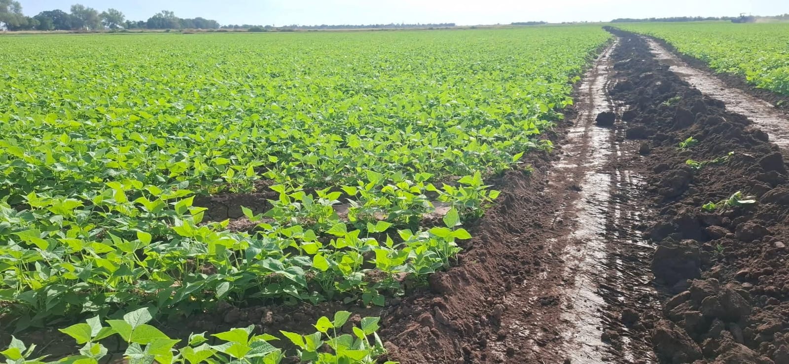 huertos de Guasave