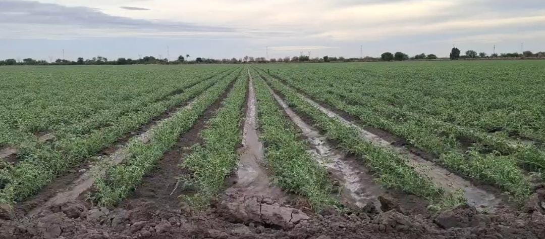 huertos de Guasave