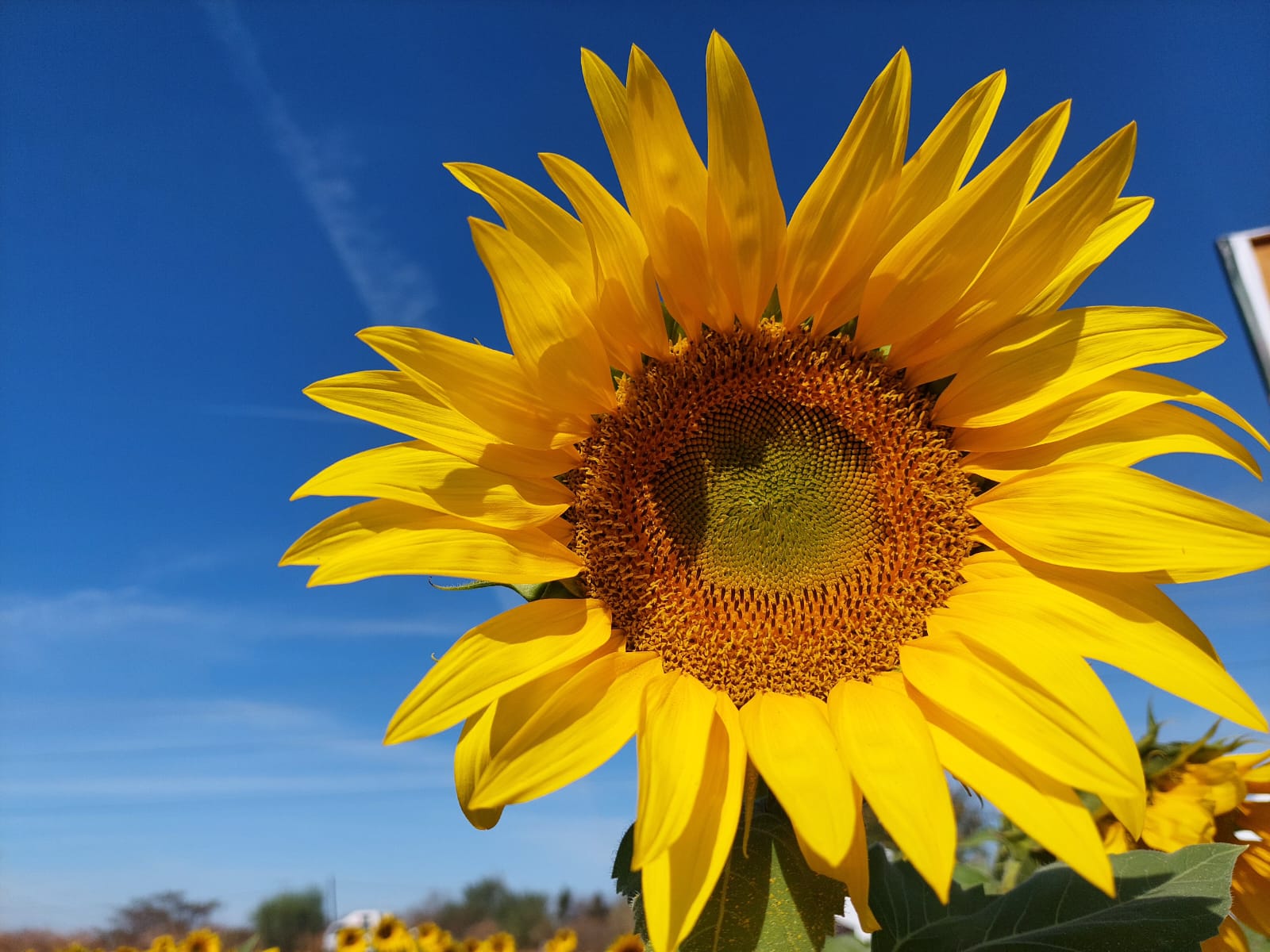 campo de girasoles en de Mocorito