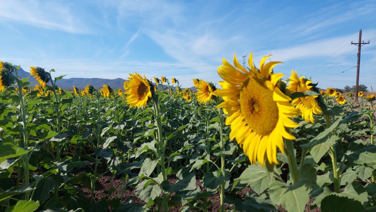 campo de girasoles en de Mocorito