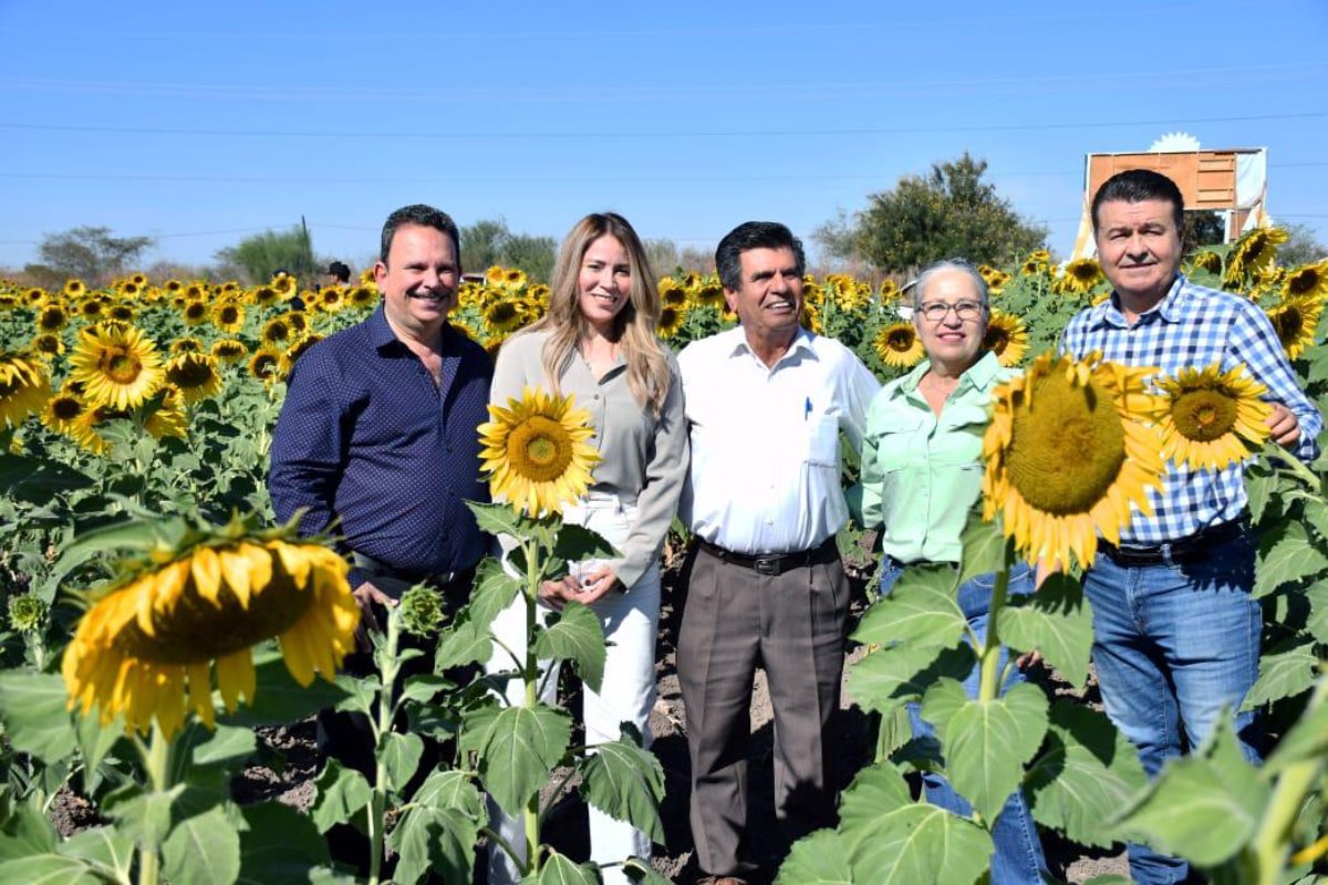 Inauguran el campo de girasoles en de Mocorito