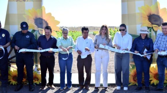 ¡Ve y tómate la foto del recuerdo! Inauguran oficialmente el campo de girasoles de Mocorito