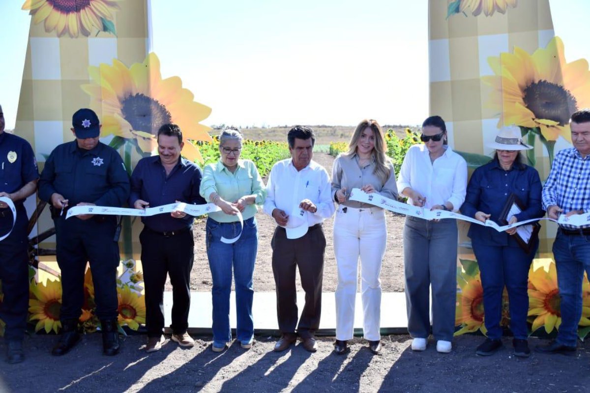 Inauguran el campo de girasoles en de Mocorito