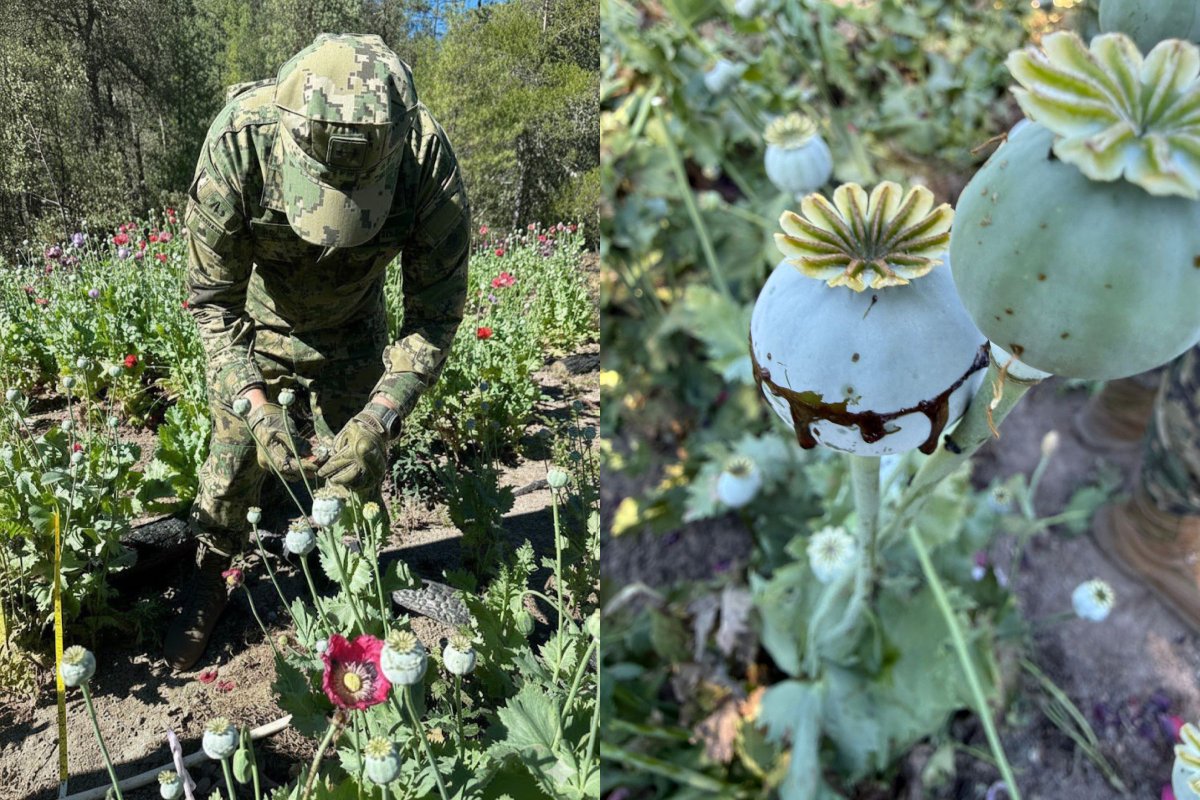 Personal de Marina en cultivos de amapola en la sierra de Sinaloa