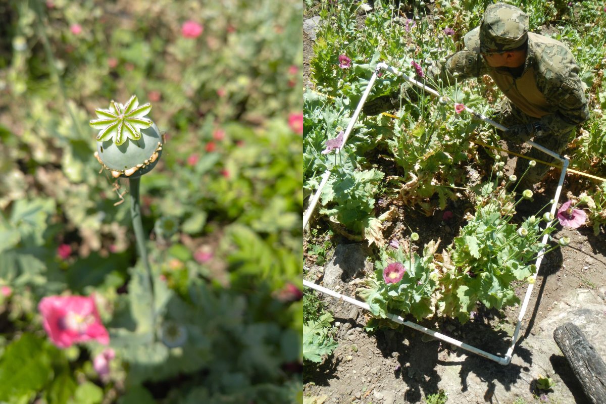 Cultivos de amapola en la sierra de Sinaloa