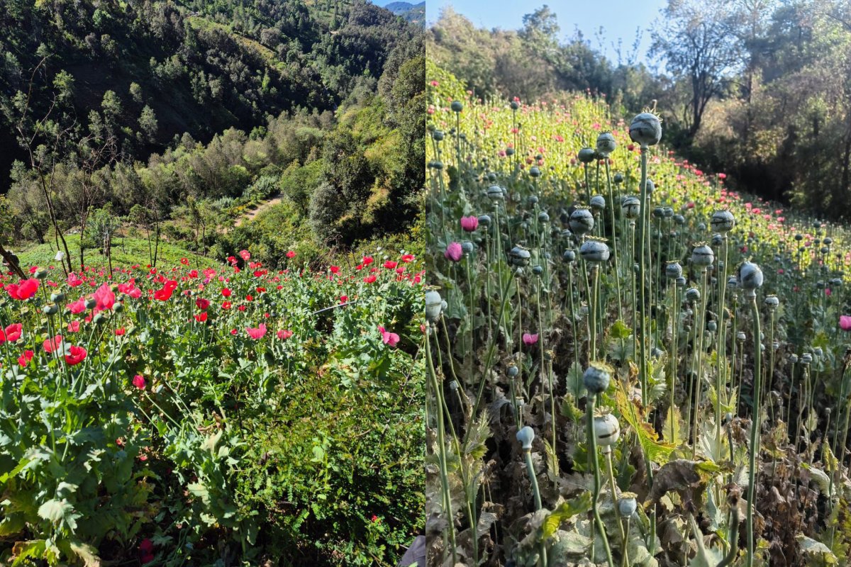 Cultivos de amapola en la sierra de Sinaloa