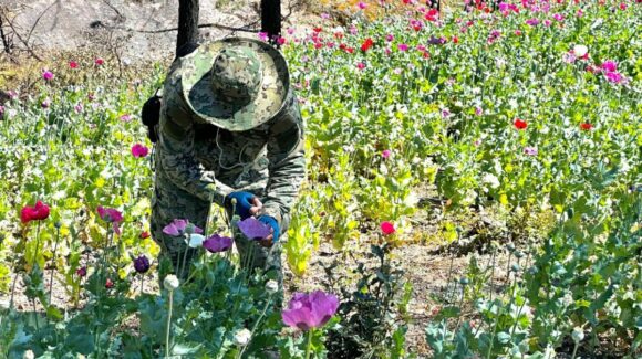 Refuerzan monitoreo de amapola en Sinaloa: Marina y ONU realizan sobrevuelos estratégicos en la sierra