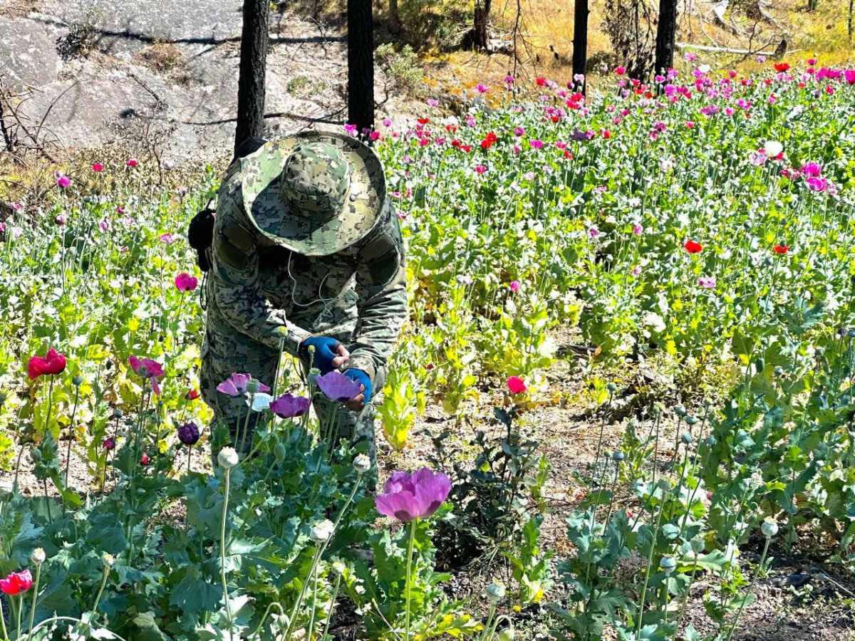 Personal de Marina en cultivos de amapola en la sierra de Sinaloa