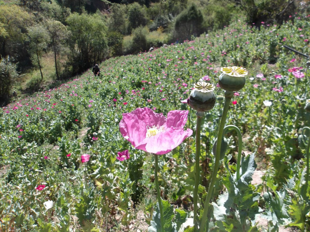 Cultivos de amapola en la sierra de Sinaloa