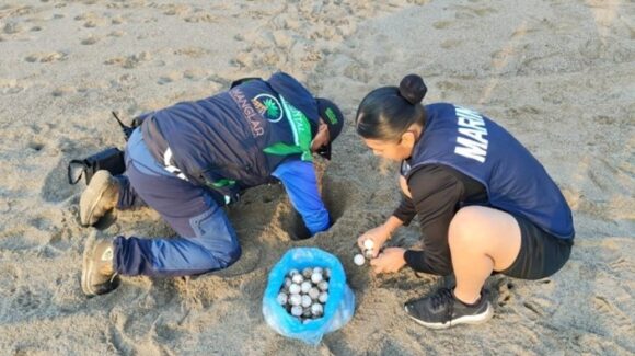 Rescata la Marina más de 2 mil huevos de tortuga golfina en playas de Compostela, Nayarit