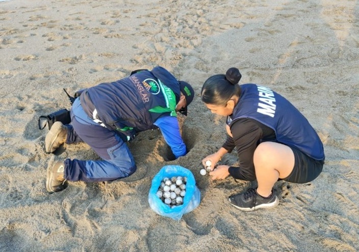 Marina rescata huevos de tortuga en Nayarit