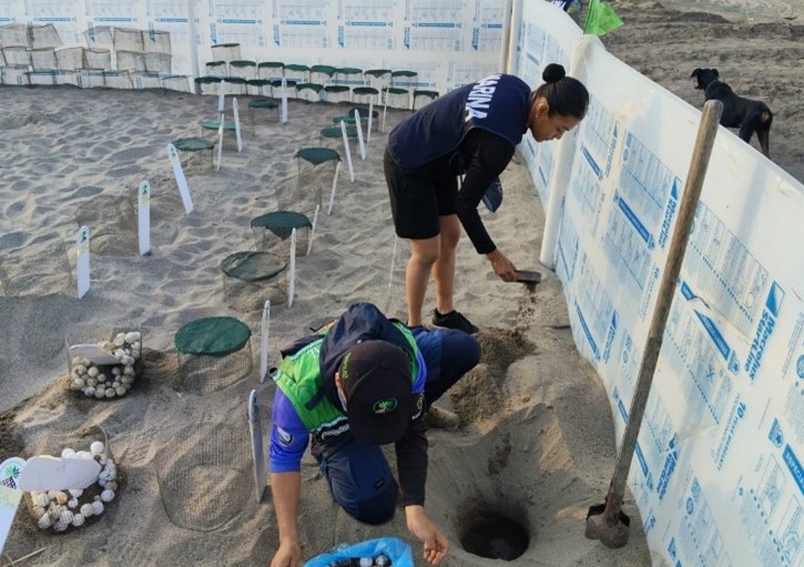 Marina rescata huevos de tortuga en Nayarit