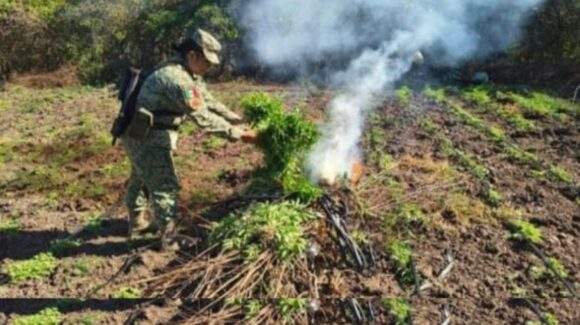 Localizan y destruyen plantío de mariguana en Los Mezcales, Culiacán, Sinaloa