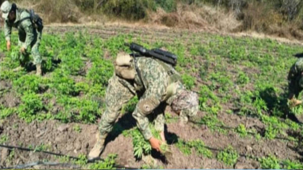Militares destruyen plantío de mariguana