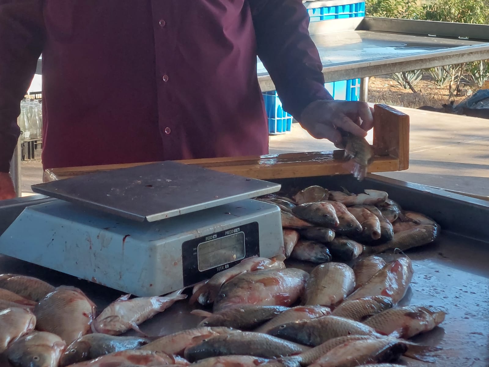 muestreo de especies en la presa eustaquio buelna