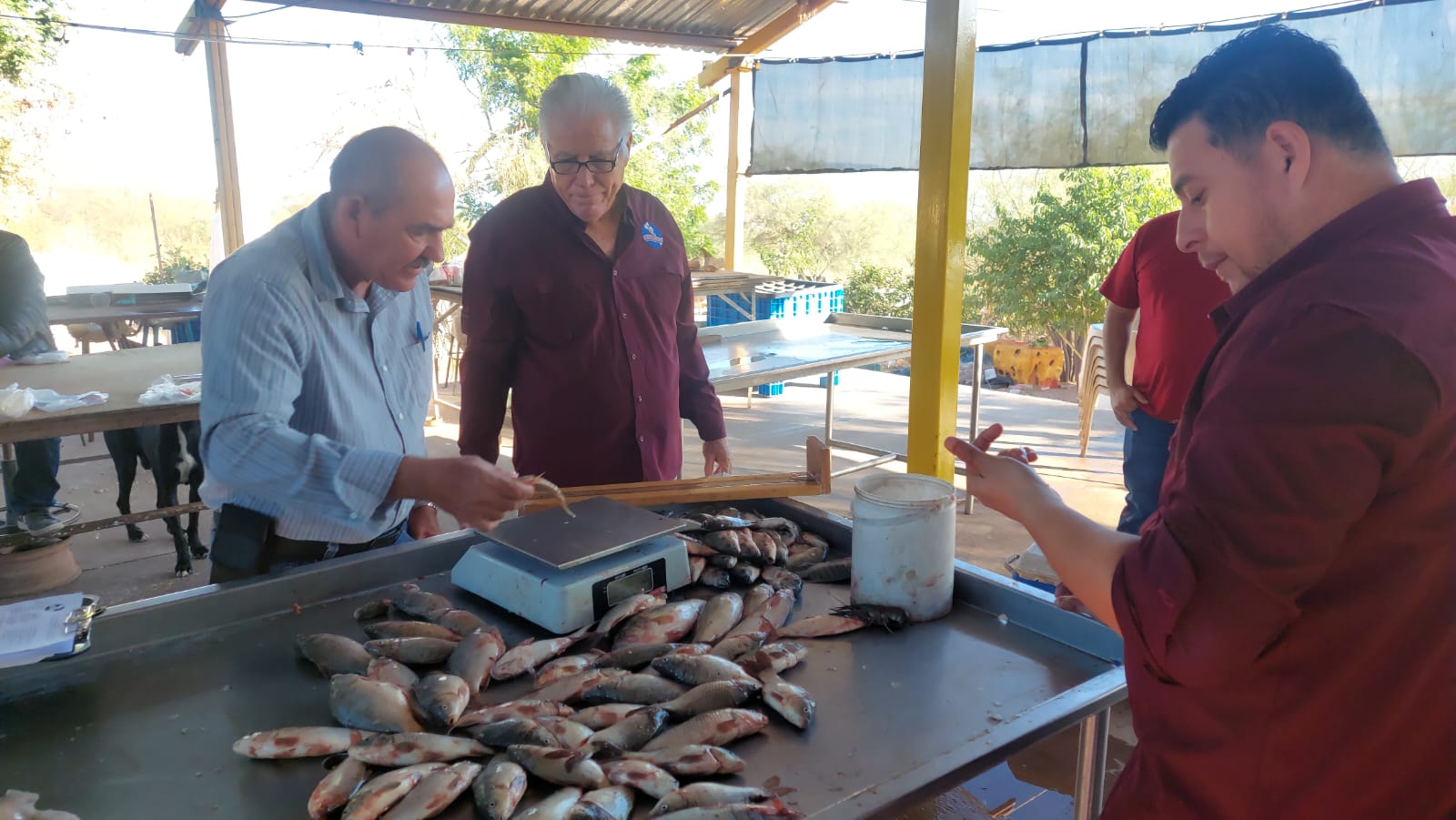 muestreo de especies en la presa eustaquio buelna