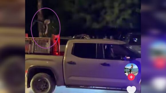 “No es una sensación, es un delito”: Profepa investiga paseo de mono araña en el Malecón de Sinaloa de Leyva