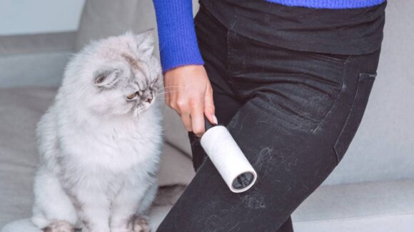¿Cómo quitar pelo de gato de la ropa? Tres técnicas sostenibles y efectivas