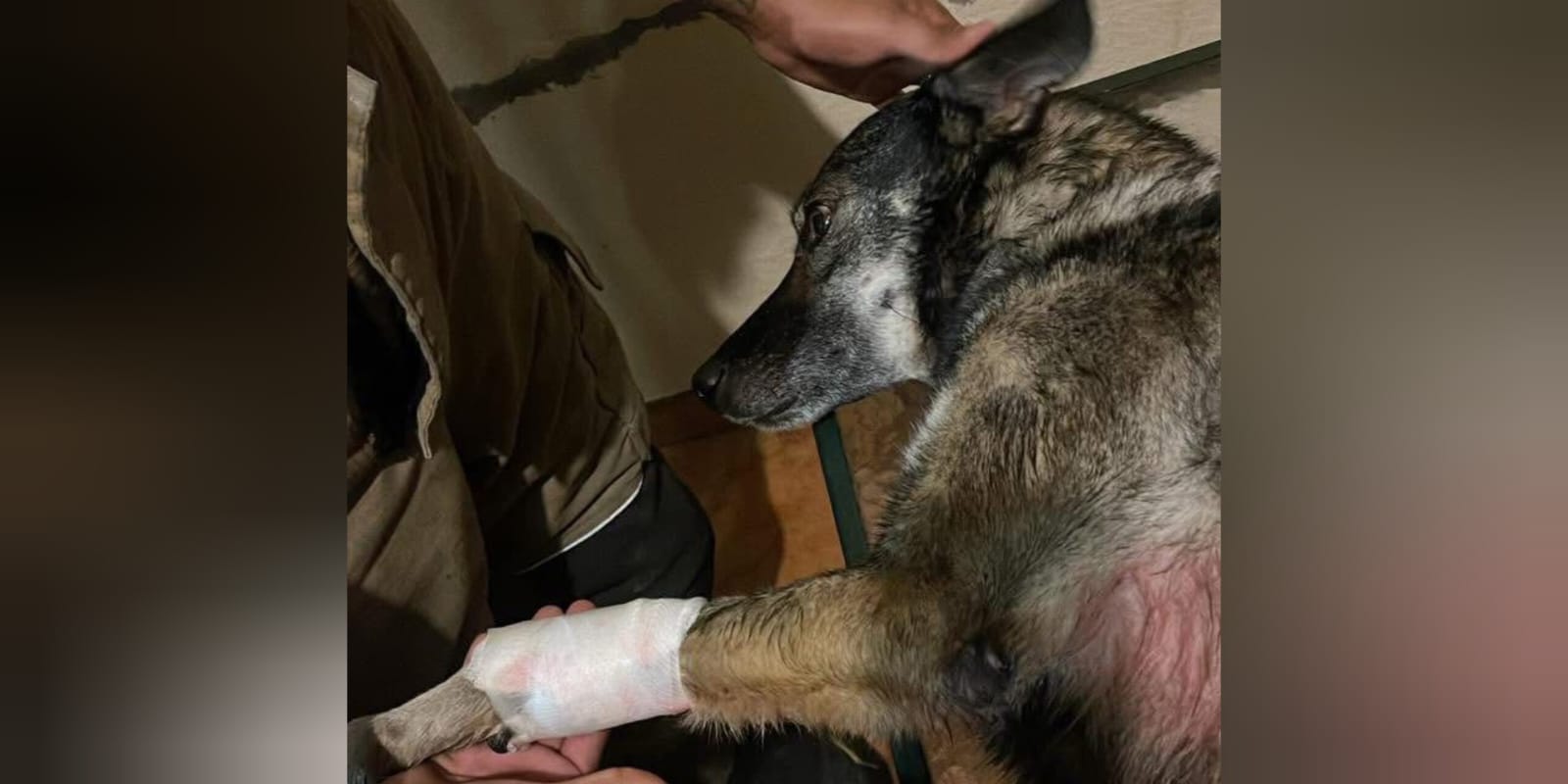 Perro atendido por pirotecnia