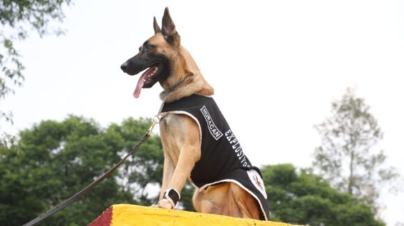 Estados Unidos dona perros detectores de explosivos a Guadalajara y Zapopan, Jalisco