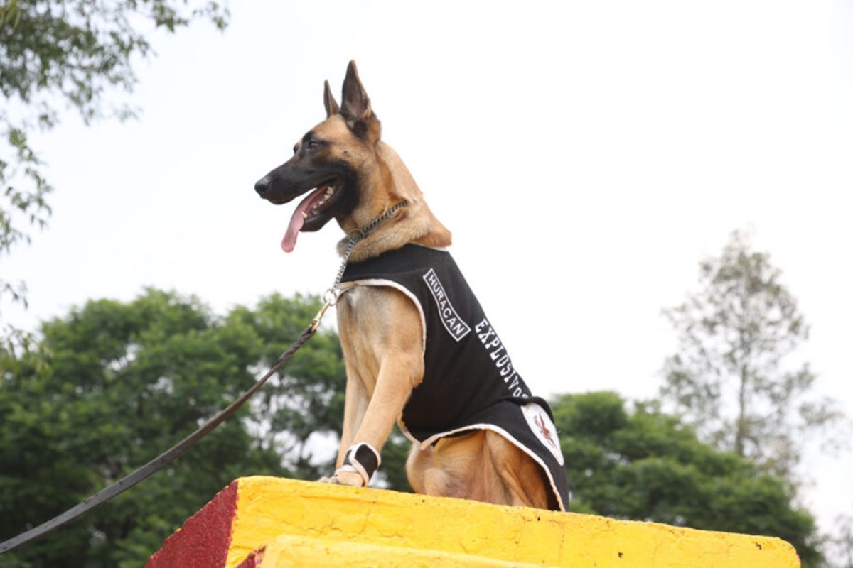 Perro de binomios caninos