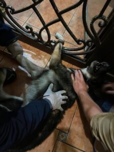 Perro atendido por pirotecnia