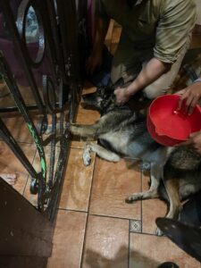 Perro atendido por pirotecnia
