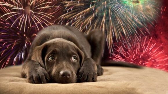 Amac reporta hasta 18 perritos extraviados por pirotecnia en Navidad en Guasave, Sinaloa