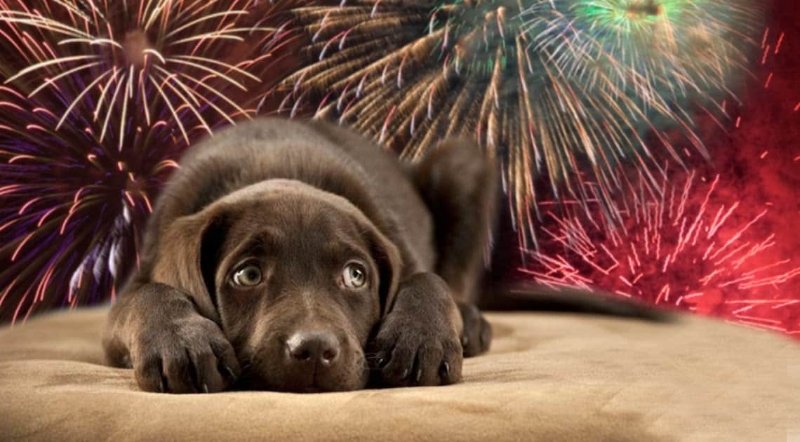 perros desaparecen en guasave tras detonaciones de cuetes